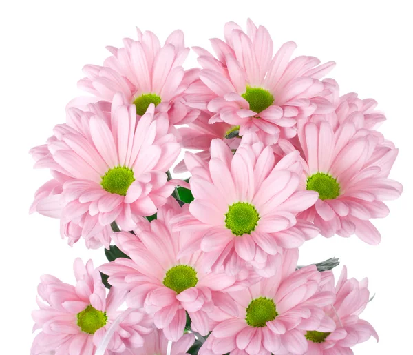 Rosa Chrysanthemen Blumenstrauß — Stockfoto