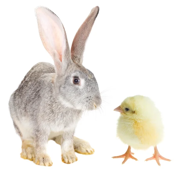 Conejo y polluelo —  Fotos de Stock