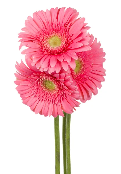 Гербера рожева квіти — стокове фото