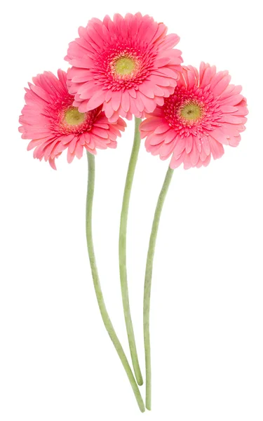 粉色非洲菊鲜花 — 图库照片