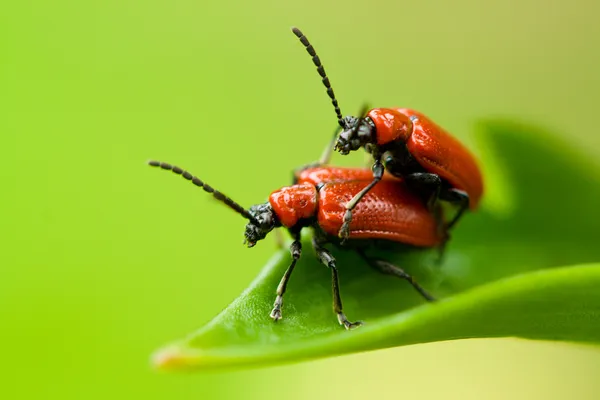 Two lily beetles on leaf — Stock Photo, Image