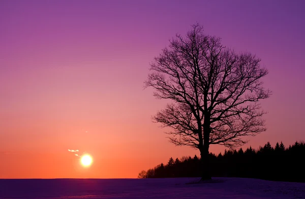 석양에 외로운 나무 — 스톡 사진