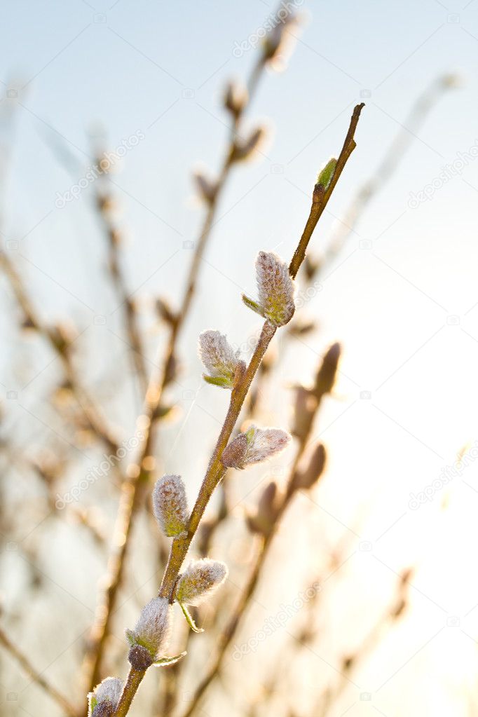 Pussy-willow branch at dawn