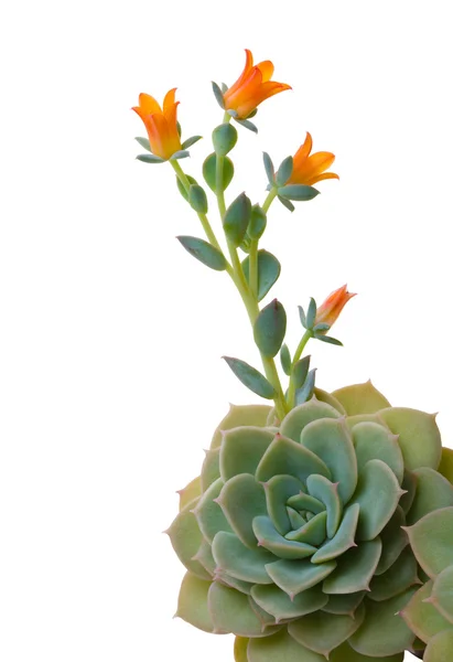 꽃이 만발한 echeveria — 스톡 사진