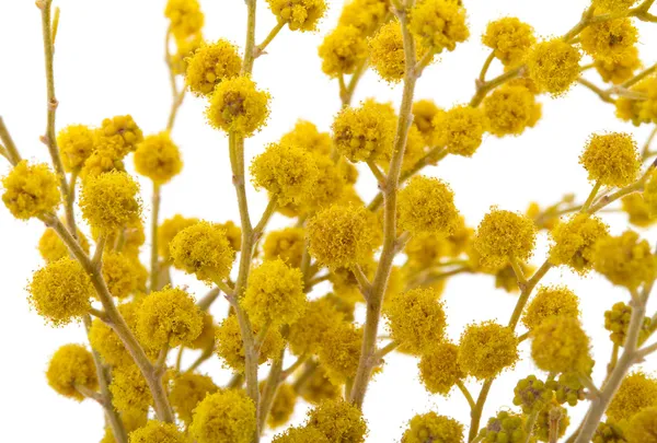 Närbild mimosa, isolerad på vit — Stockfoto