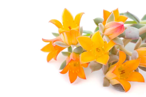 Echeveria virágok — Stock Fotó