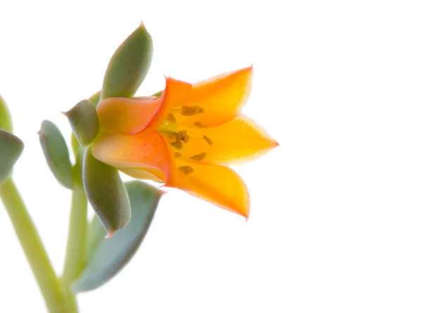 Blüte der Echeveria — Stockfoto