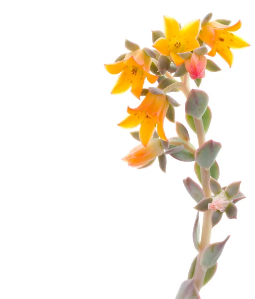 Flowers of echeveria — Stock Photo, Image
