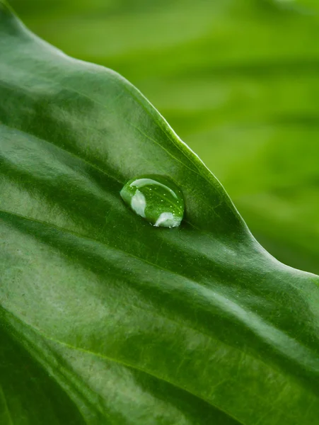 Hoja verde con gota de agua —  Fotos de Stock