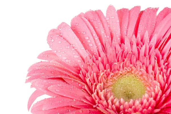 Gerbera rosa con gocce d'acqua — Foto Stock
