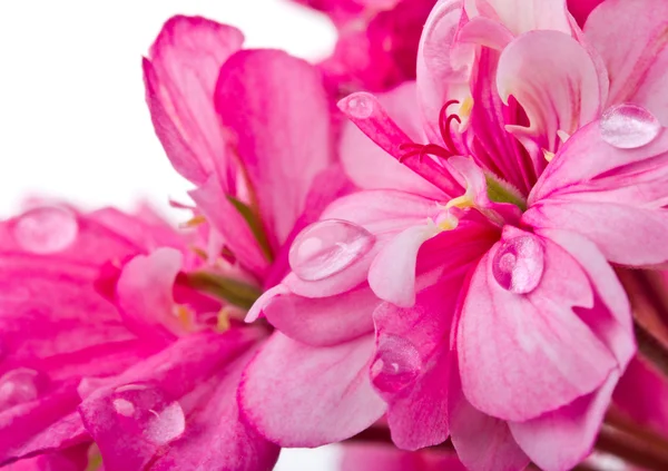 Roze geranium met water drops — Stockfoto