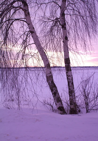 Two birches at sunset — Stock Photo, Image