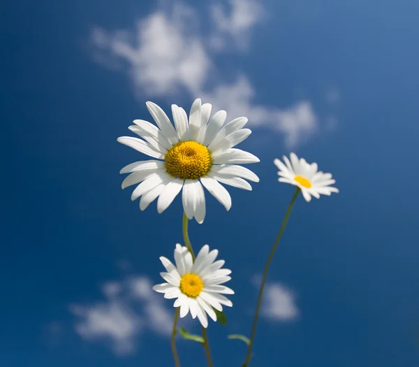 Stora och två små chamomiles på blå himmel — Stockfoto