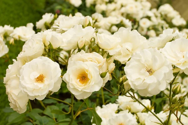 白玫瑰花丛 — 图库照片