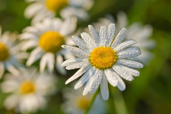 Chamomile with early dew in meadow — Stock Photo, Image