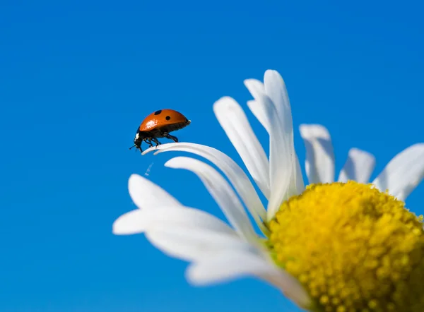 Red ladybird on chamomile petal before fly — Stock Photo, Image