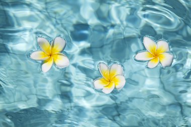 Tropical frangipani flower in water clipart