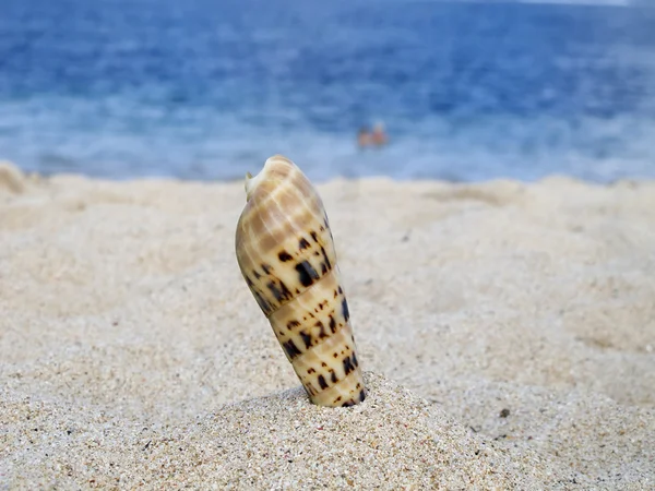 Concha en la playa —  Fotos de Stock