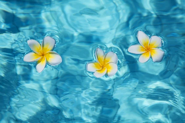 Bloem in blauwe water — Stockfoto