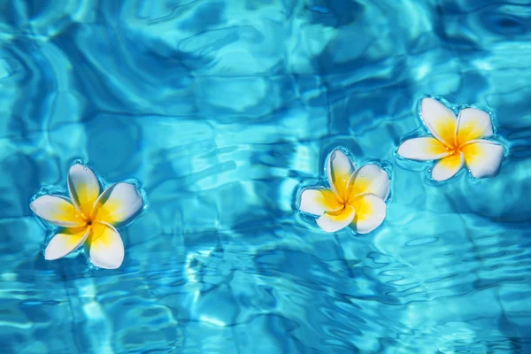 Flores en el agua —  Fotos de Stock