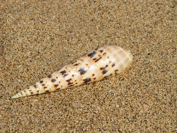 Conchiglia Sulla Sabbia Della Spiaggia — Foto Stock