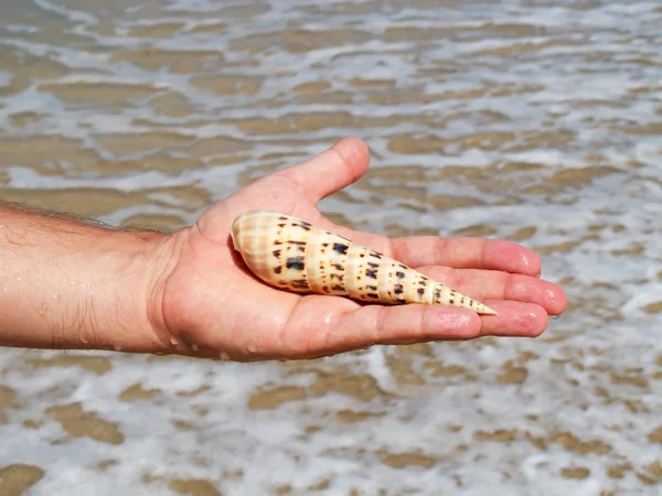 Een hand met een zeeschelp — Stockfoto