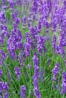 Lavender clipart