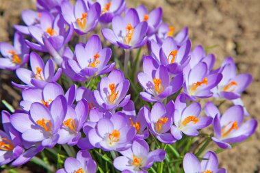 Violet crocus clipart