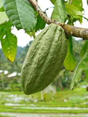 Cacao pod clipart