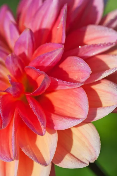 Dahlia fleur — Photo