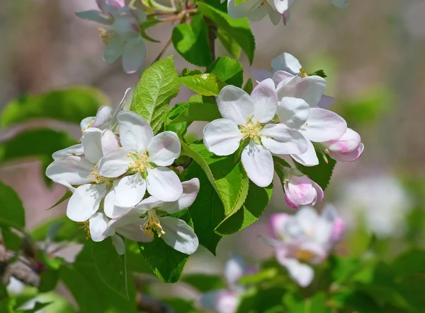 stock image Apple garden