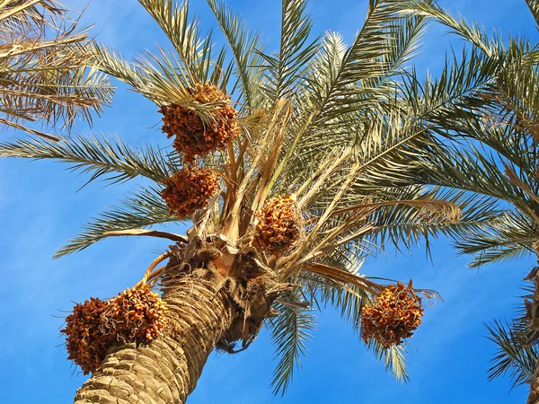 A Palm dátumok — Stock Fotó