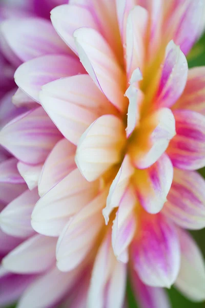 stock image Dahlia flower