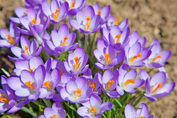 Crocus violeta — Fotografia de Stock
