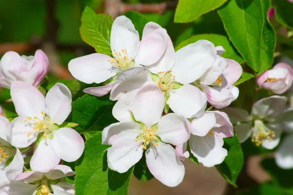 stock image Apple garden