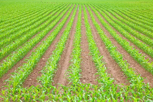 stock image Young green corn