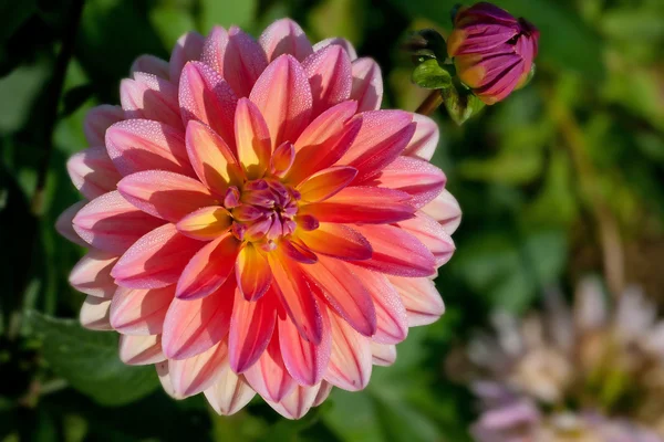 Dahlia blomma — Stockfoto