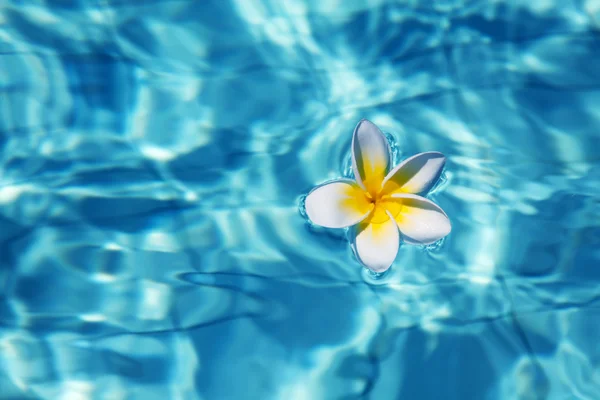 Flores tropicales de frangipani en agua — Foto de Stock