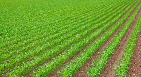 Plántulas de maíz —  Fotos de Stock