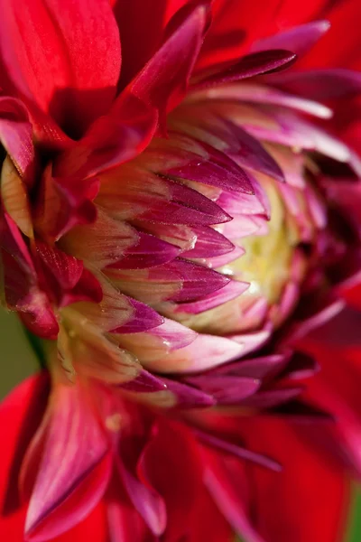 Flor de Dalia —  Fotos de Stock