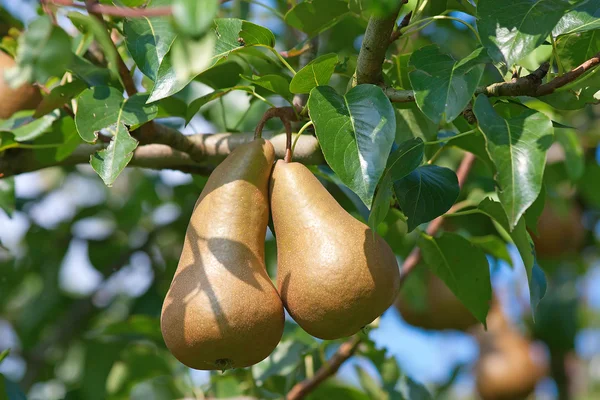 Pear garden — Stock Photo, Image