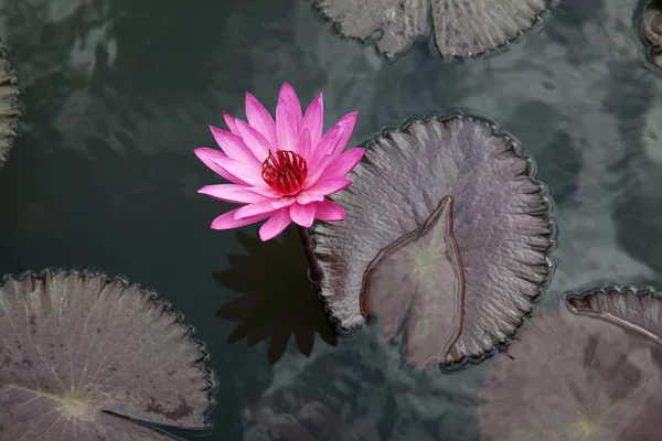 Pembe lily çiçek — Stok fotoğraf