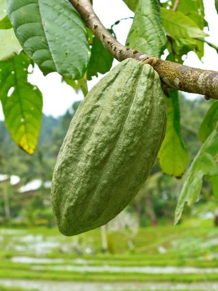 Cacao pod — Stock Photo, Image