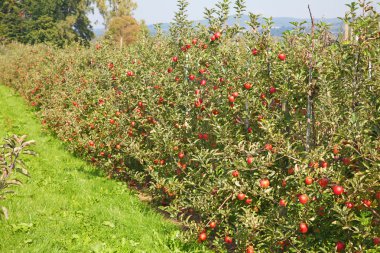 Apple garden clipart