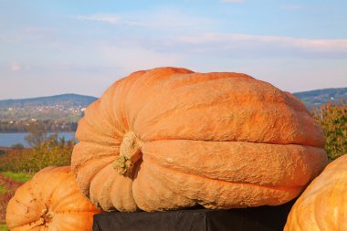 Giant pumpkin clipart