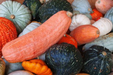 Renkli balkabakları