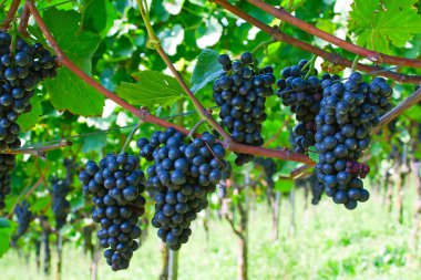 Blue grapes clipart