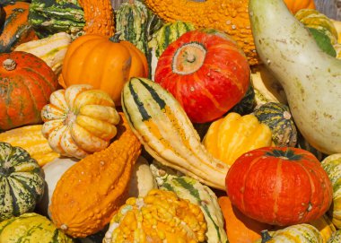 Renkli balkabakları