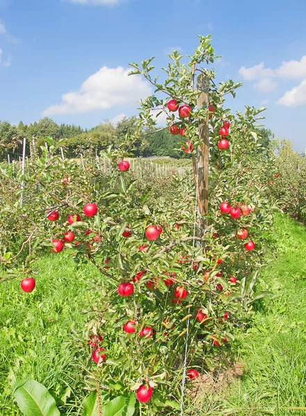 Jardim da maçã — Fotografia de Stock