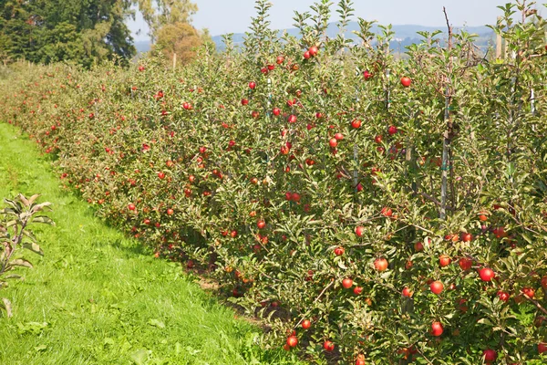 Stock image Apple garden